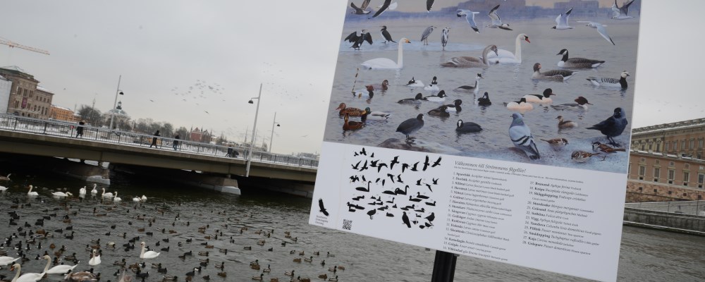 Infoskylt om Strömmens fågelliv