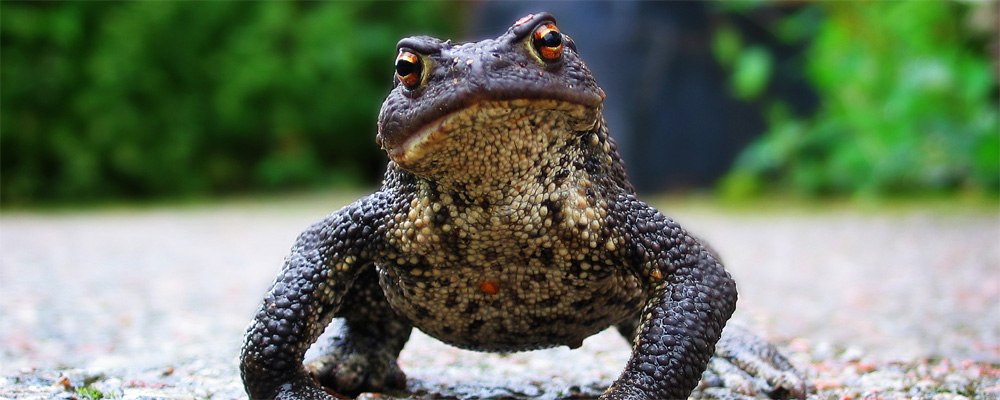 Padda gående på väg